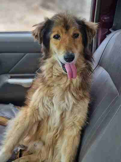 Flaffy the Cute Oldie Seeks Loving Family for a Second Chance at Life