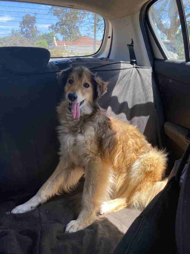 Flaffy Finds a Home: A Heartwarming Second Chance